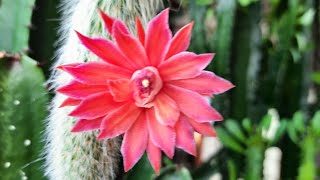 Monkey Tail Cactus flowering🌺🐒 Cleistocactus Colademononis [upl. by Ema]