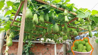 The method of Growing Chayote on the terrace is easy so many fruits [upl. by Enomyar96]