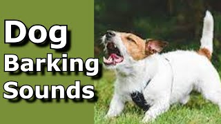 Dog Barking Sounds See How Your Dog REACTS prankyourdog dog dogs [upl. by Ecineg]