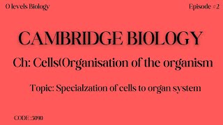 Ch1 Cells  Specialized cells O level Biology  cambridge [upl. by Azpurua]