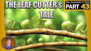 The Leaf Cutters Tale [upl. by Lig398]