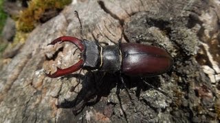 Lucanus cervus cervus  Stag Beetle  Hirschkäfer [upl. by Karie923]