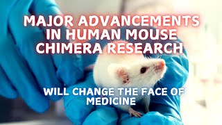 Major news for human chimera mice [upl. by Eelrac229]