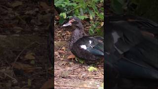 Moschusente Weibchen  Muscovy Duck  Cairina Moschata Female Tierpark  Birkenheide [upl. by Anatnom]