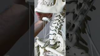 HYOID BONE  DETAILS  By Dr Tom biology neet science shorts viralshorts trending [upl. by Twedy]