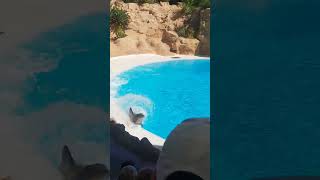 ESPECTACULO DE LOS DELFINES EN EL LORO PARQUE [upl. by Ahseinad]