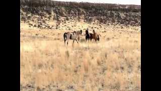 South Steens Feb 2012 Cortez trying to keep his mares [upl. by Sethrida]