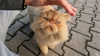 Fluffy Persian cat who starts purring when you pet it is incredibly cute [upl. by Anuaf]