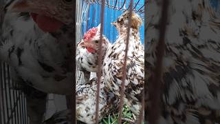 The worlds beautiful chickens videosshorts trendingshortscutesysimushortviral2024 [upl. by Pascia]