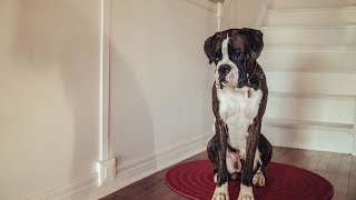 How do I train my Boxer to be calm around strangers [upl. by Iana]