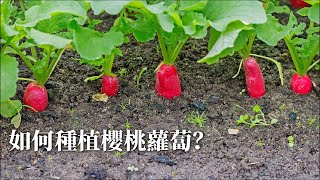 【種植小知識3】櫻桃蘿蔔的種植時間和方法 [upl. by Jez]