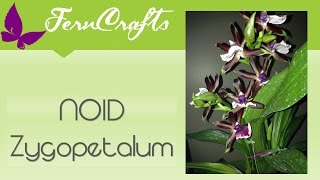 FernCraftsZygopetalum repot amp AfterCare tips  Aug 2015 [upl. by Stephanie]