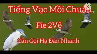 Tiếng Vạc Gọi Đàn Ban Đêm Chuẩn Nhất 2024 [upl. by Anegroeg238]