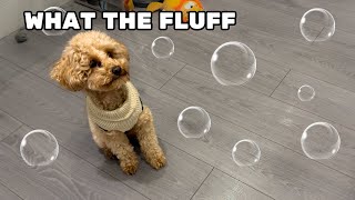 Toy Poodle Reacts To Seeing Bubbles For First Time [upl. by Okihcim768]