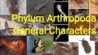 General Characters of Phylum Arthropoda [upl. by Rebeka]