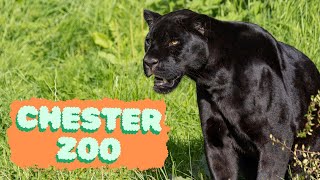 Chester Zoo  The UKs Best Zoo [upl. by Aronle]