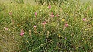 The Marvelous World of Sainfoin A Deep Dive into a Nutritious and Beautiful Legume [upl. by Okomot166]