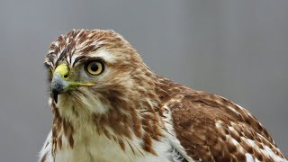 REDTAILED HAWK SHOWCASE 2 MINI DOCUMENTARY [upl. by Bari]