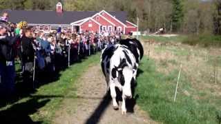 Cows in NH going wild on their first pasture day [upl. by Madalyn]