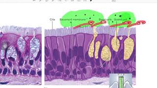 epithelial tissue [upl. by Nivrag]