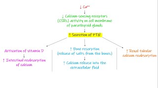 Renal Calcium Excretion Chapter 30 part 2 Guyton and Hall Physiology [upl. by Isle]