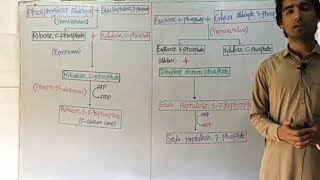 Regeneration Of Ribulose Biphosphate In Calvin Cycle In HindiUrdu [upl. by Laniger]