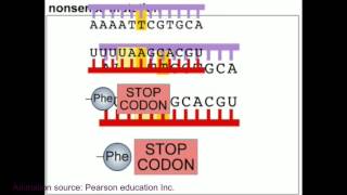 Mutation and DNA repair mechanism animation [upl. by Bannister213]