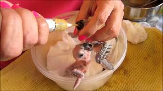 Baby Parrot Handfeeding Time [upl. by Morrie]