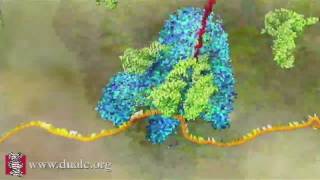 mRNA Translation Advanced [upl. by Clintock]