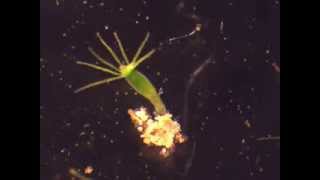 Hydra feeding on Artemia nauplii [upl. by Abert]