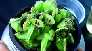 PlantH02 Cephalotus follicularis Hummers Giant  biweekly maintenance – 10624 [upl. by Aeynod]