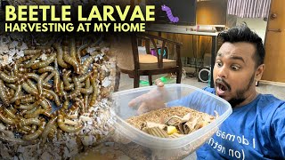 Harvesting BEETLE LARVAE at home  Mealworms  Super Worms [upl. by Nady]