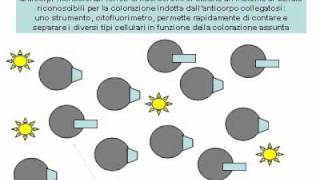 Citofluorimetriaavi [upl. by Apul]