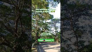 Dacanay street at Sipocot Cam Sur🌿🇵🇭🌳 asensosipocot [upl. by Ikeda]