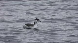 Slavonian Grebe Mitchells House WTW near Accrington Lancs 20 01 2024 [upl. by Anastos775]