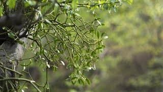 Mistletoe Viscus album  Natural History Museum [upl. by Malory]