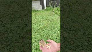 FEEDING ONE OF THE BABY CHIPPIES chipmunk funny nature cute wildlife [upl. by Svoboda]