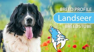 ► Landseer Breed 2020 Temperament amp Training [upl. by Ubana932]