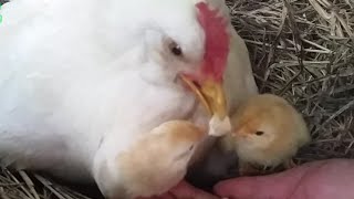 Mother Hen Teaches 1 Hour Old Chicken How to Eat  Cute Farm Animals [upl. by Ardnad]