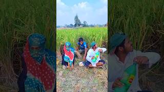 The boy is hidden in the paddy field then look [upl. by Bordie]