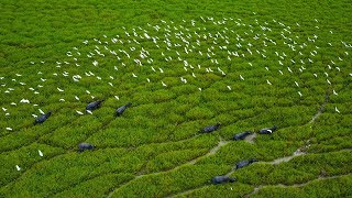 Llanos búfalos y garzas con arpa cuatro y maracas en el estado Portuguesa de Venezuela [upl. by Drawd258]