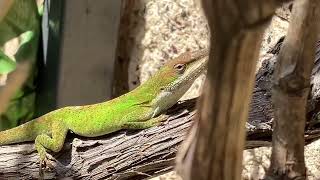 Green Anole  Anolis Carolinensis  Newport Beach California  on grape vines  sunny March morning [upl. by Clardy748]