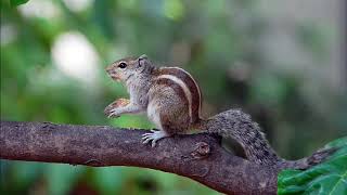 How does Indian Palm Squirrel chatter sounds   Squirrel Sounds amp Squirrel Voice  Palm Squirrel [upl. by Mala]