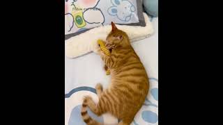 My kitten’s beautiful day cat catoftiktok catlover cutecat kitten catmom kitty cattoys [upl. by Labors]