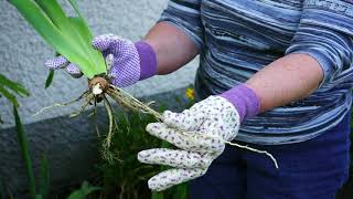 Howto video on Iris dividing and replanting [upl. by Shewchuk]