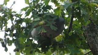 Wood pigeon trying to eat an acorn [upl. by Odetta818]