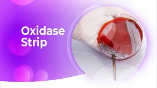 Oxidase Strip [upl. by Saisoj]