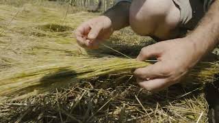 06  quotFLAX TO LINEN SEED TO FIBERquot  DRYING [upl. by Chery]