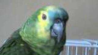 Blue fronted amazon parrot talking [upl. by Beesley387]