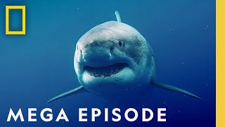 Worlds Most Dangerous Sharks MEGA EPISODE  Top 5 Full Episodes  Sharkfest [upl. by Eelsha]